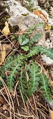 Asplenium ceterach