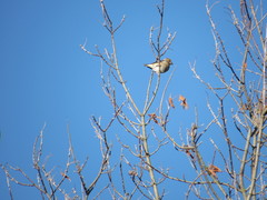 Coccothraustes coccothraustes