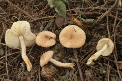 Lepiota ochraceofulva