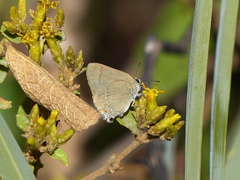 Allosmaitia strophius