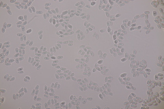 Lepiota ochraceofulva