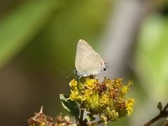 Allosmaitia strophius