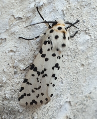 Alpenus investigatorum