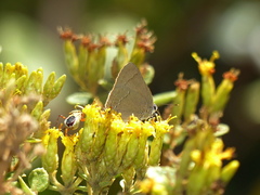 Allosmaitia strophius