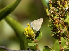 Allosmaitia strophius