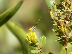 Allosmaitia strophius