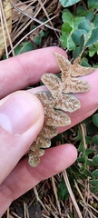 Asplenium ceterach