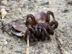 Amblyocarenum walckenaeri