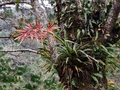 Tillandsia gymnobotrya