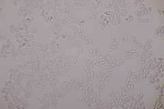 Lepiota ochraceofulva