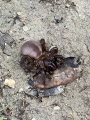 Amblyocarenum walckenaeri