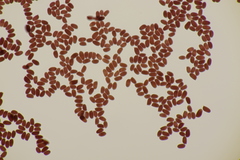 Lepiota ochraceofulva