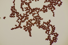 Lepiota ochraceofulva