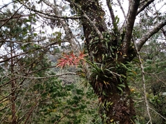 Tillandsia gymnobotrya