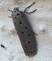 Ethmia circumdatella