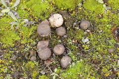 Bovista tomentosa