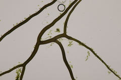 Bovista tomentosa