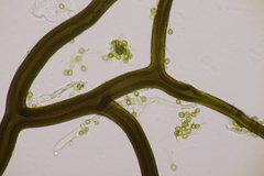 Bovista tomentosa
