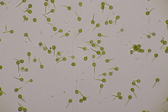 Bovista tomentosa