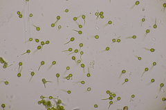 Bovista tomentosa
