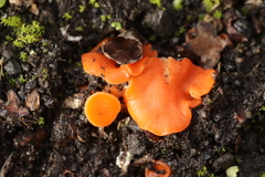 Pulvinula convexella