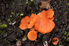 Pulvinula convexella