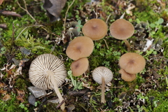 Gamundia striatula