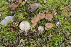 Gamundia striatula