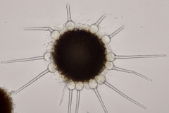 Phyllactinia corni