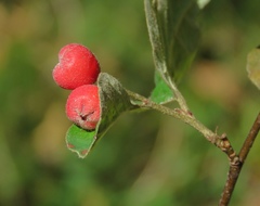 Cotoneaster tomentosus