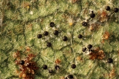 Erysiphe penicillata