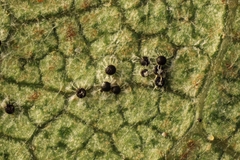 Erysiphe penicillata