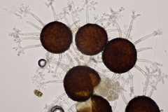 Erysiphe penicillata