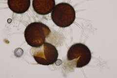 Erysiphe penicillata