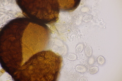 Erysiphe penicillata