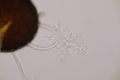 Erysiphe penicillata