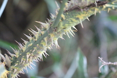 Calamus walkeri