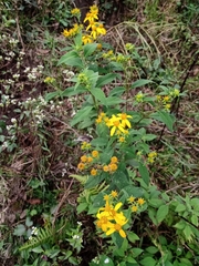 Verbesina hypoglauca