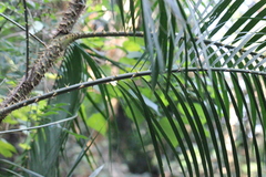 Calamus walkeri