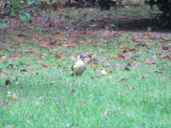 Picus viridis