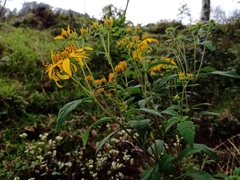 Verbesina hypoglauca