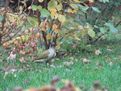 Picus viridis