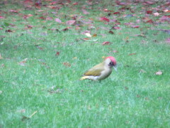 Picus viridis