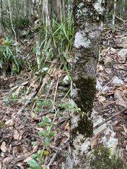 Maclura cochinchinensis
