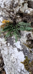 Asplenium trichomanes
