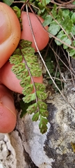 Asplenium trichomanes