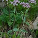 Three-leaved Valerian - Photo (c) Neo Rasetti, some rights reserved (CC BY-NC-SA)