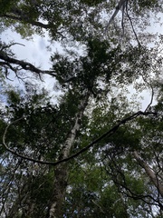 Maclura cochinchinensis