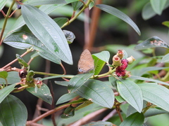 Rapala pheretima sequeira