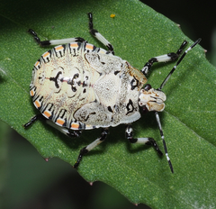 Apateticus lineolatus